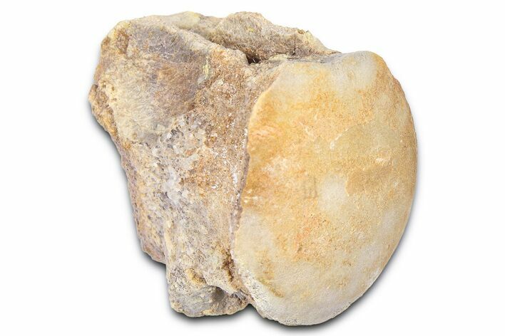 Fossil Mosasaur (Platecarpus) Vertebra - Kansas #382055